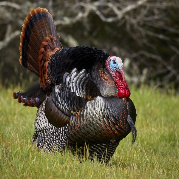 Turkey.jpg